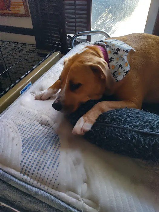 Dworkis Dog & Cat Hospital Picture 3