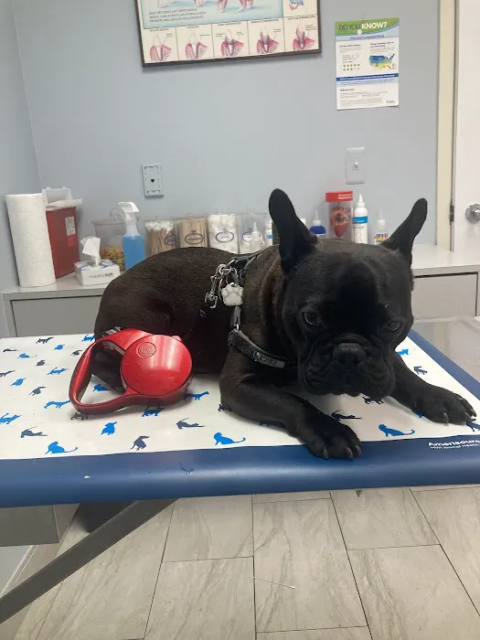 Dworkis Dog & Cat Hospital Picture 4