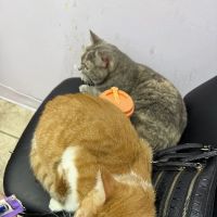 Luv-N-Care Animal Hospital ico