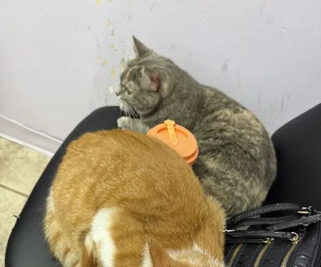 Luv-N-Care Animal Hospital