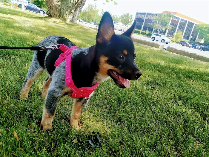 Luv-N-Care Animal Hospital Picture 3