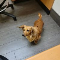 Banfield Pet Hospital ico