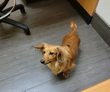 Banfield Pet Hospital