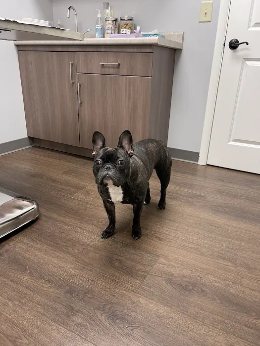 Harding Animal Hospital Picture 10