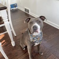 Spartan Veterinary Clinic ico
