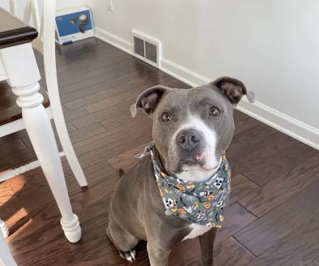 Spartan Veterinary Clinic