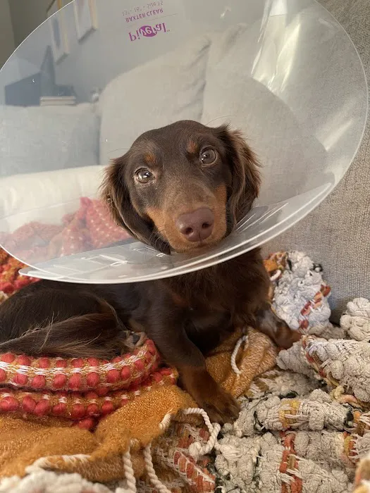 Spartan Veterinary Clinic Picture 5