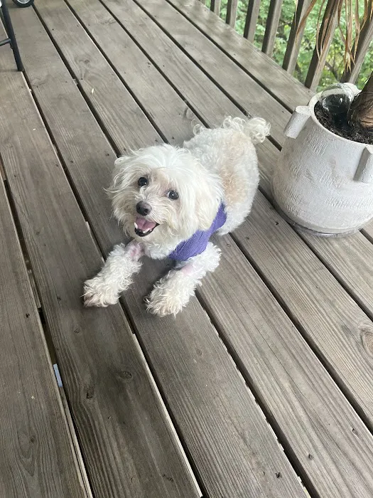 Belle Meade Animal Hospital Picture 10