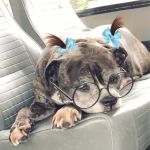 The Urban Pet