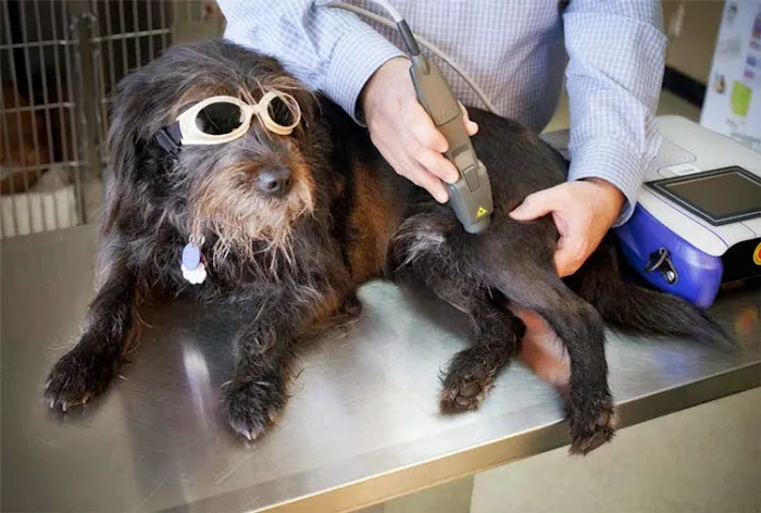Natchez Trace Veterinary Services - Clinic & Holistic Telemedicine Picture 6