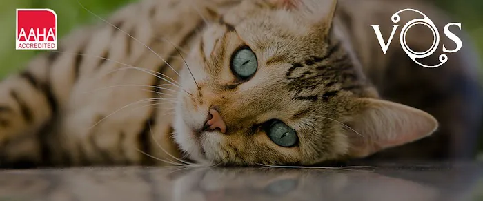 Veterinary Ophthalmology Services Picture 1