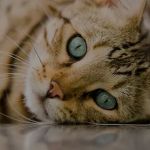 Veterinary Ophthalmology Services