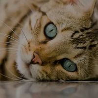 Veterinary Ophthalmology Services ico