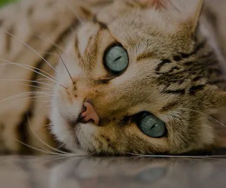 Veterinary Ophthalmology Services