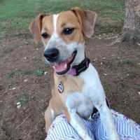 Paws & Claws Animal Hospital ico