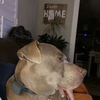 Emberton House Call Veterinary Clinic ico