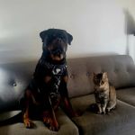 Madison Veterinary Clinic