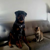Madison Veterinary Clinic ico