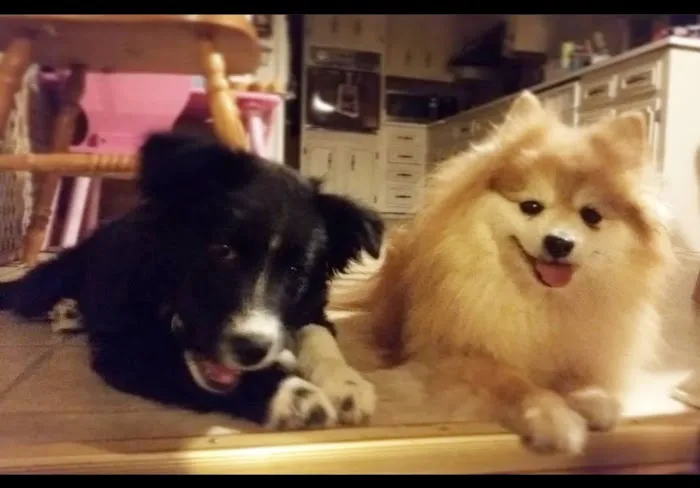 Madison Veterinary Clinic Picture 10