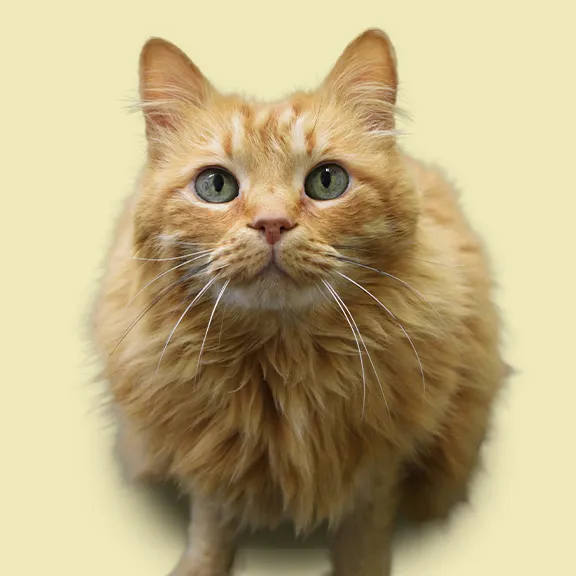 Bellshire Family Vet Picture 3