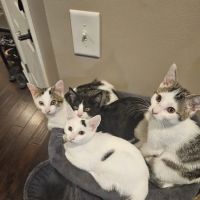 Middle Tennessee Veterinary Center ico