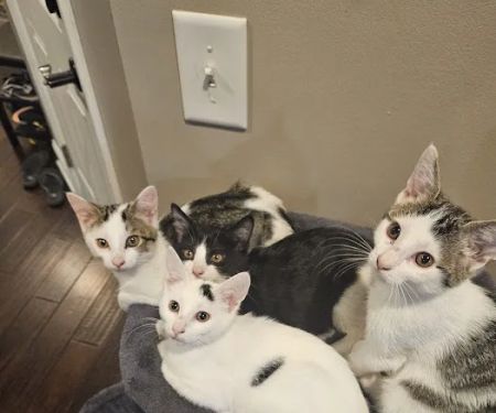 Middle Tennessee Veterinary Center