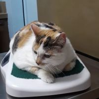 Grassmere Animal Hospital PC ico