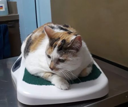 Grassmere Animal Hospital PC
