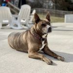 Elm Hill Veterinary Clinic
