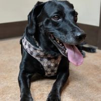 McCormick Animal Clinic ico