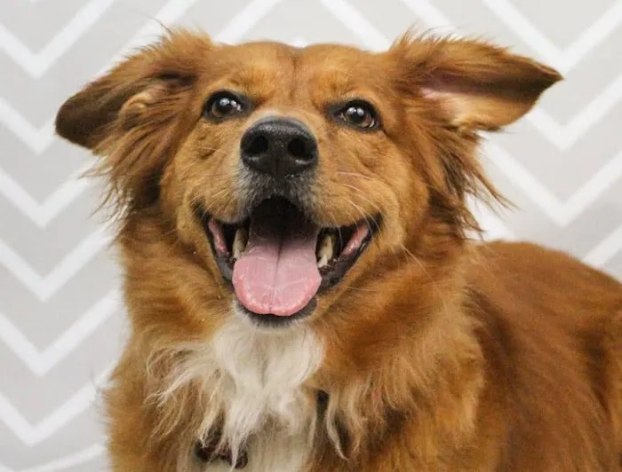 McCormick Animal Clinic Picture 10