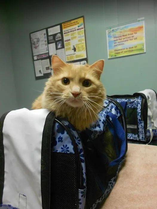 Lebanon Road Animal Hospital Picture 10