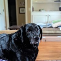 Airport Animal Clinic ico