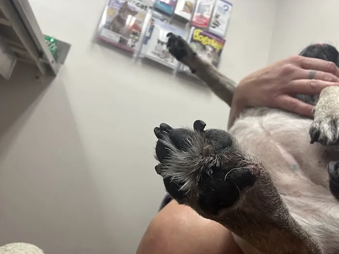 Hermitage Animal Clinic Picture 7