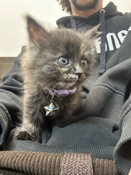 Hermitage Animal Clinic Picture 8