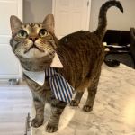 The Vital Spark: Veterinary Rehab and Acupuncture