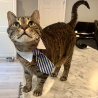 The Vital Spark: Veterinary Rehab and Acupuncture ico