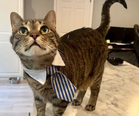 The Vital Spark: Veterinary Rehab and Acupuncture