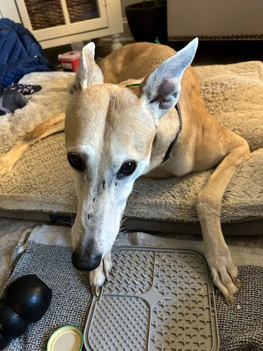 The Vital Spark: Veterinary Rehab and Acupuncture Picture 2