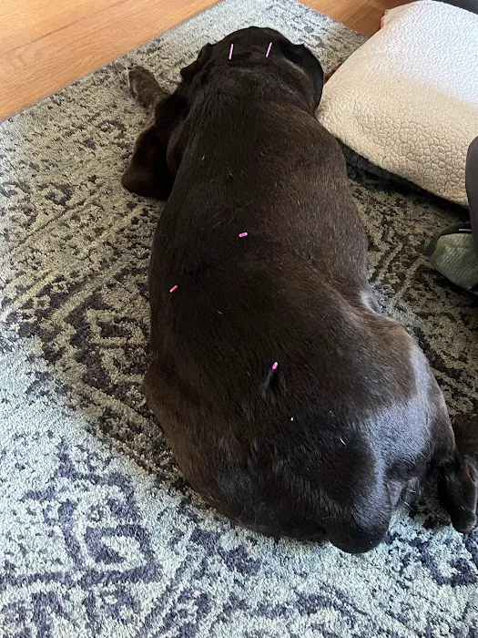 The Vital Spark: Veterinary Rehab and Acupuncture Picture 5