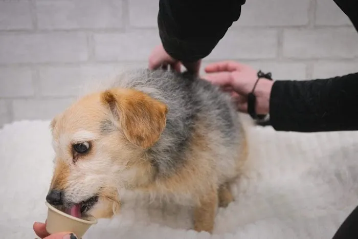 The Vital Spark: Veterinary Rehab and Acupuncture Picture 4