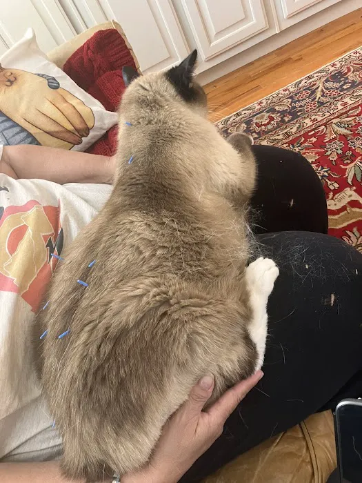 The Vital Spark: Veterinary Rehab and Acupuncture Picture 8