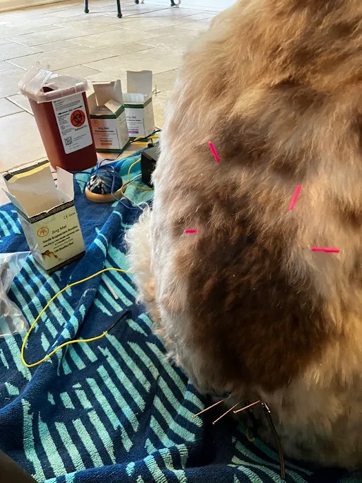 The Vital Spark: Veterinary Rehab and Acupuncture Picture 9
