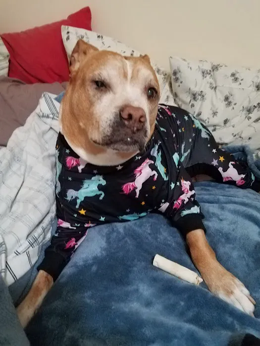 Tennessee Veterinary Surgical Specialists Picture 1