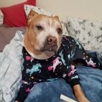 Tennessee Veterinary Surgical Specialists