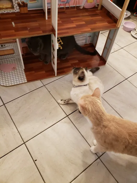 Pet Community Center Picture 4