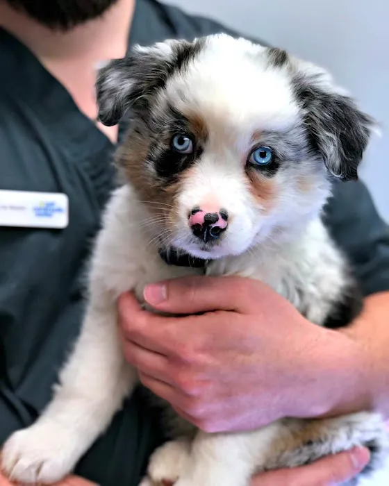 Pet Community Center Picture 3