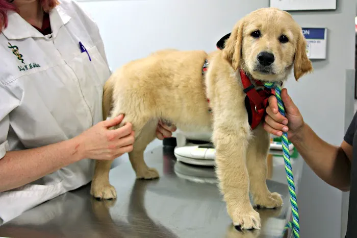 Pet Community Center Picture 5