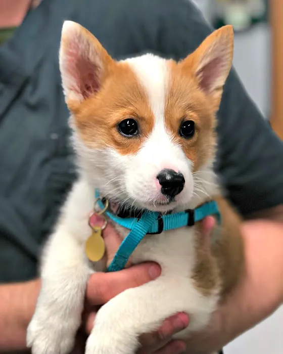 Pet Community Center Picture 10
