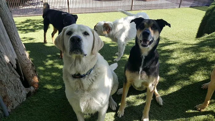Tempe Lake Veterinary Clinic & Pet Resort Picture 2